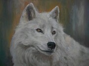 Arctic White Wolf
